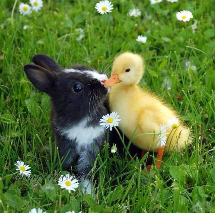 A Perfect Moment